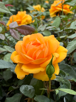 Golden Beauty Rose - Amber Yellow Floribunda Rose - A close up photo of multiple roses and buds