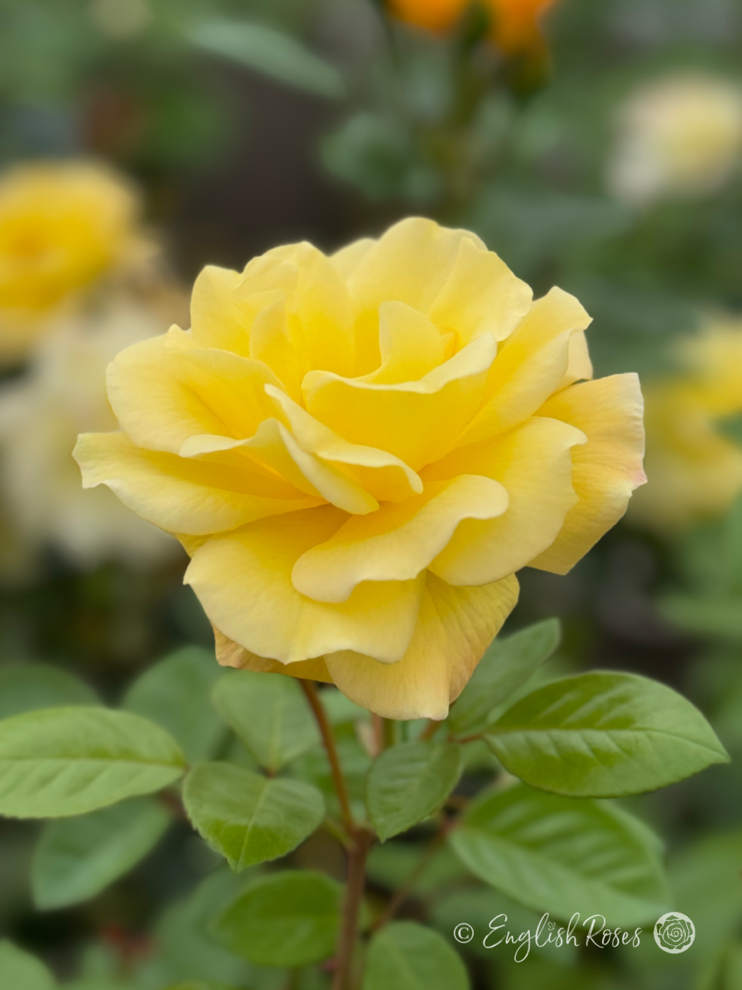 Planted 50th Birthday Rose - Golden Bouquet Rose - English Roses