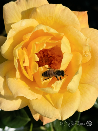 A Rose For Alice - English Roses Gift