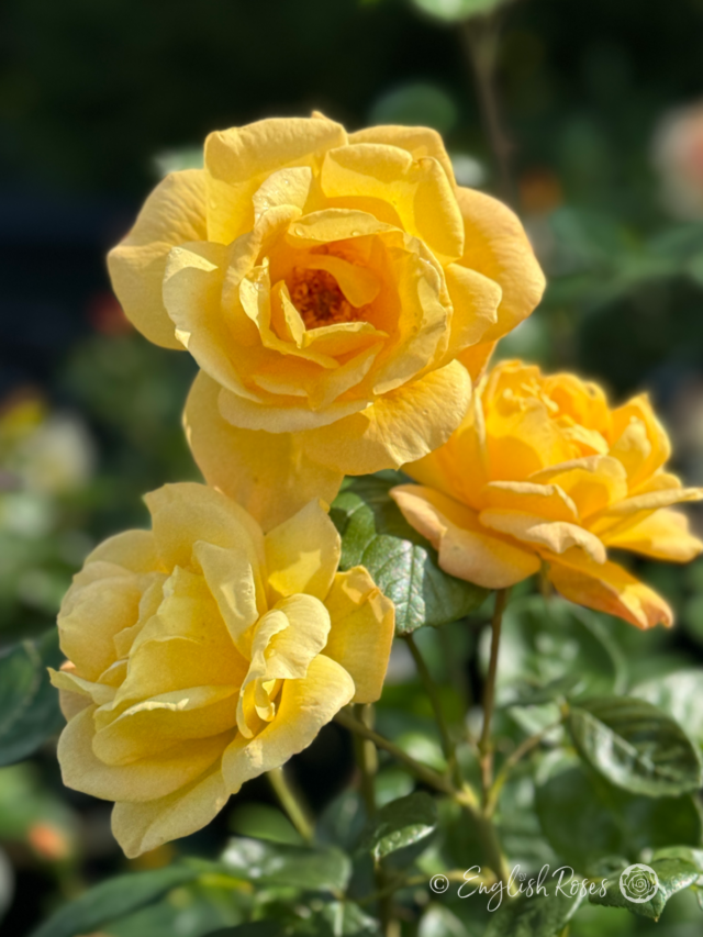 Princess Rose Princess Alice Rose - English Roses