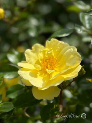 Golden Memories Rose - Golden Yellow Floribunda Rose - A close up photo of an open, golden yellow bloom and foliage