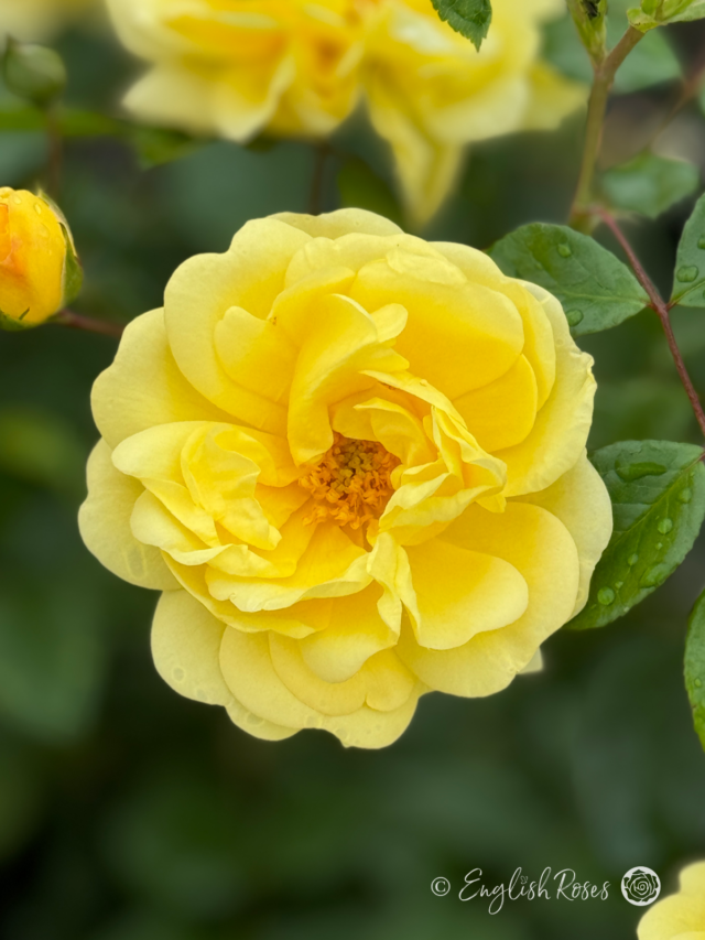 Yellow Roses - Golden Roses - Rose Gifts For Friends- English Roses