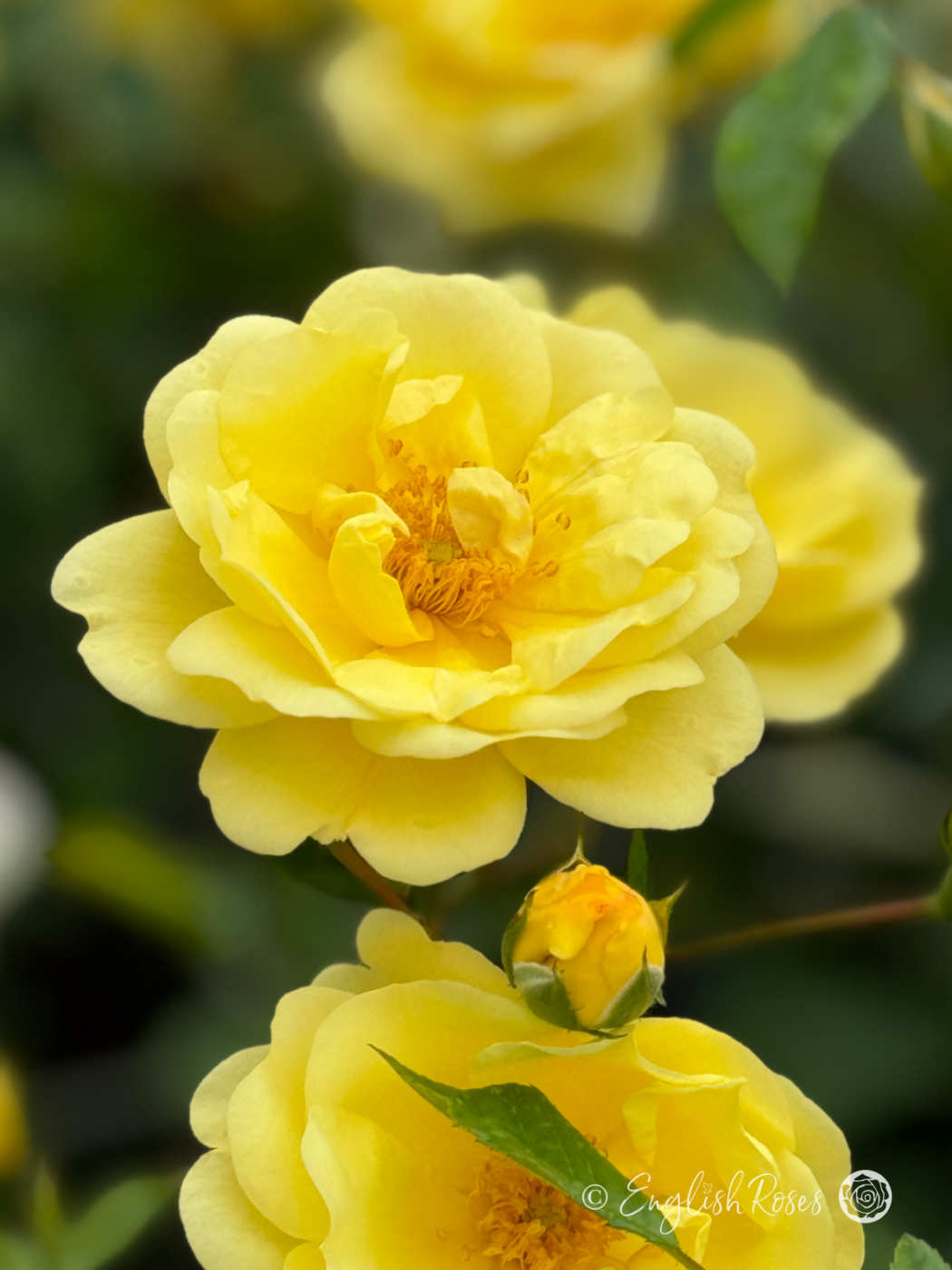 Golden Memories Rose - Award Winning Roses - English Roses