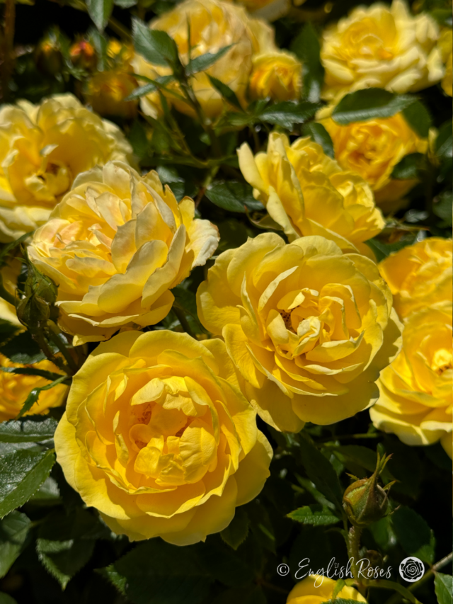 Golden Wishes Rose - Golden Celebration Rose Gifts - English Roses