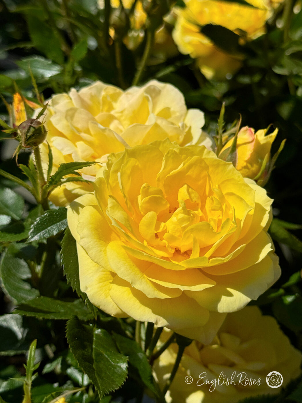 Gifts For Dads Birthday - Golden Wishes Rose - English Roses