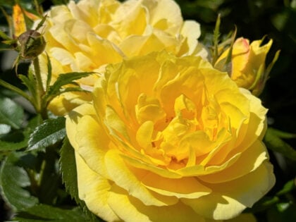 English Roses Gift For Retirement English Roses Gift For Retirement Image