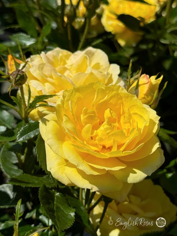 Golden Wishes Rose - Golden Yellow Patio Rose - Close up photo of multiple yellow blooms, buds and foliage