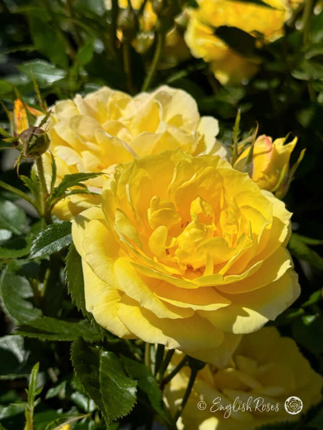 Golden Wishes Rose - Golden Celebration Rose Gifts - English Roses