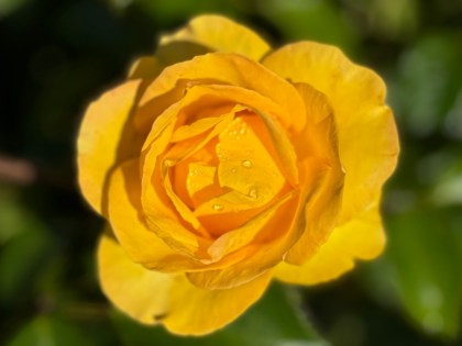 Grandma's Rose Image