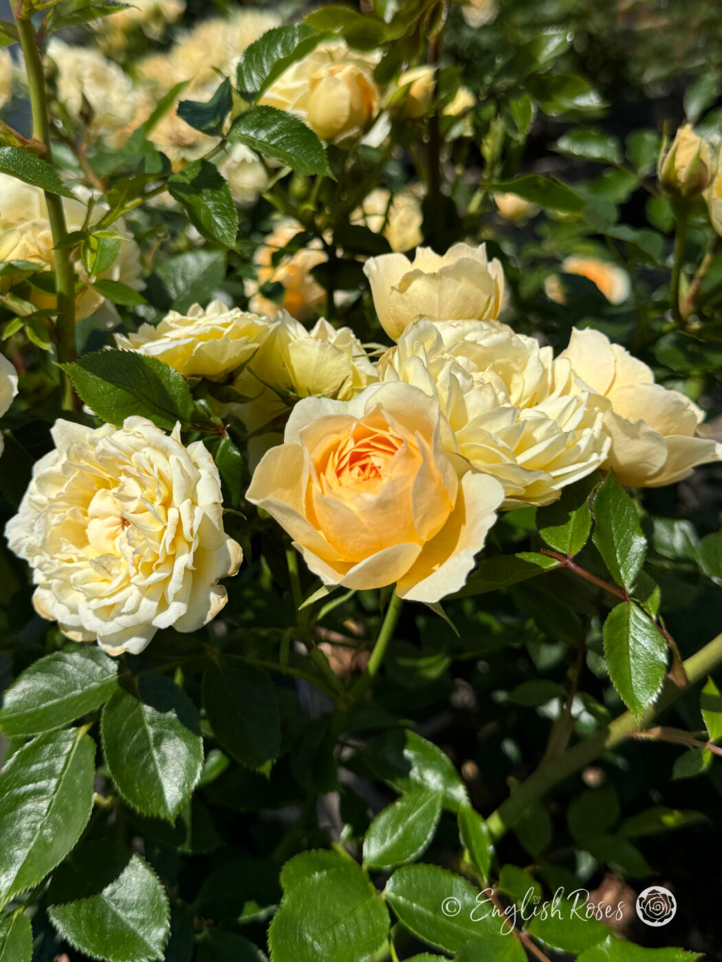 Happy Birthday Patio Rose - Sustainable Living Gifts English Roses