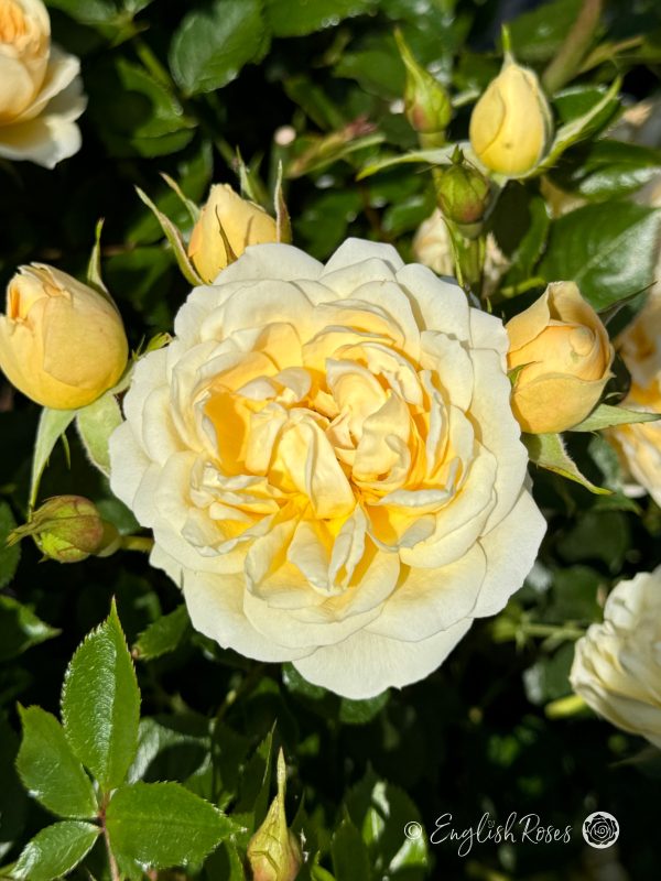 Happy Birthday Patio Rose - Creamy Yellow Patio Rose - A close up photo of a single cream bloom with buds