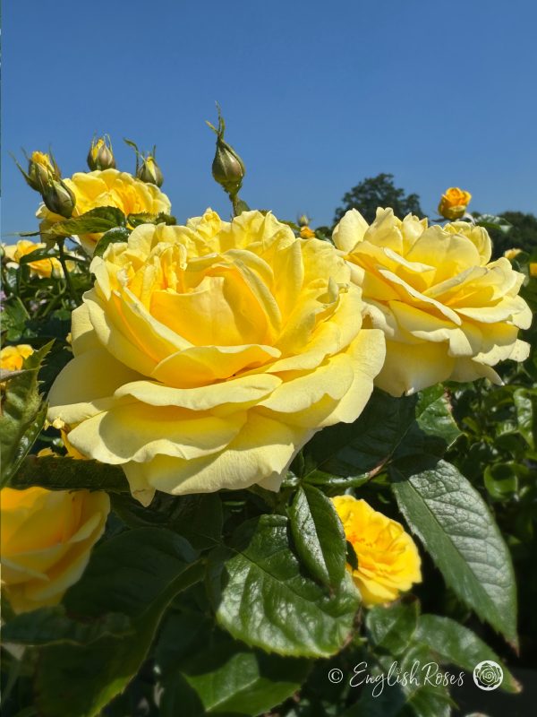 Happy Golden Wedding Rose - Golden Yellow Floribunda Rose - A close up photo of multiple yellow blooms and buds in front of a clear blue sky backdrop