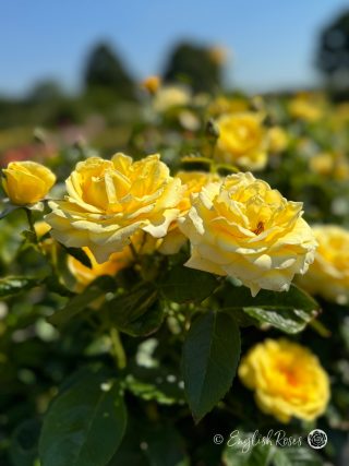 A Rose For Ivy - English Roses Gift