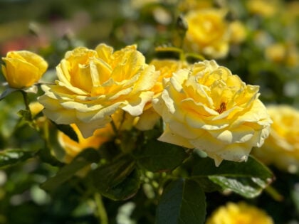A Rose For Ivy - English Roses Gift A Rose For Ivy - English Roses Gift Image