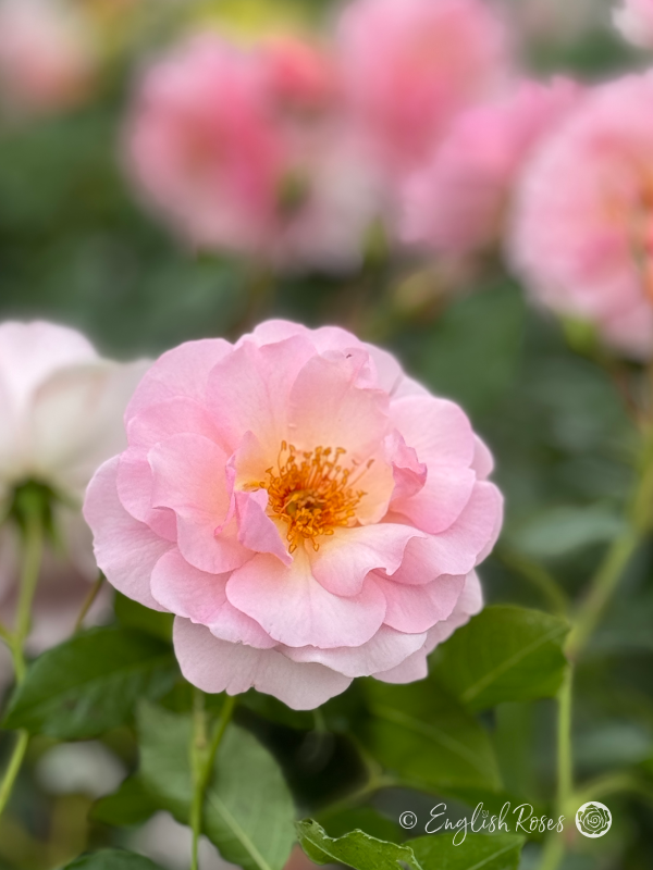 Happy Retirement Rose - Soft Pink Floribunda Rose - A close up photo of a single soft pink bloom in front of additional blooms