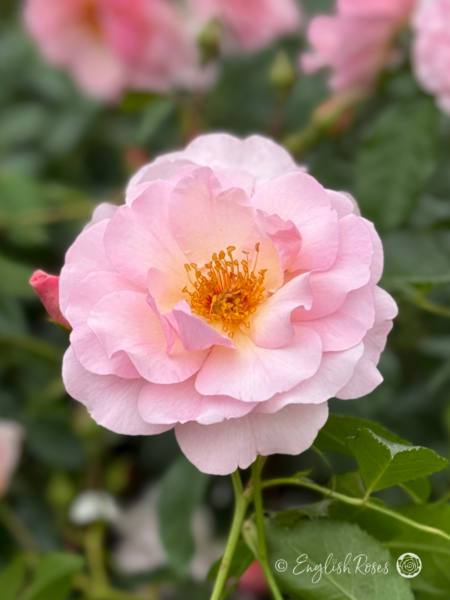 Happy Retirement Rose - Soft Pink Floribunda Rose - A close up photo of a single soft pink bloom