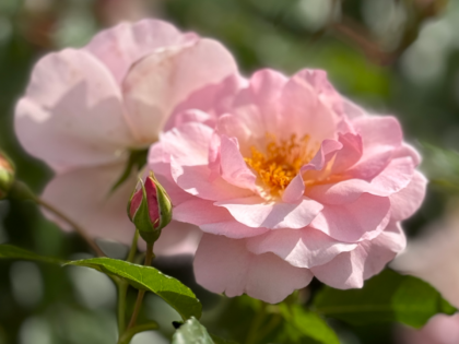 Happy Retirement Rose Image