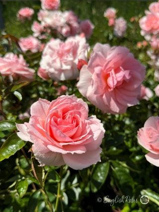 A Rose For Elizabeth - English Roses Gift