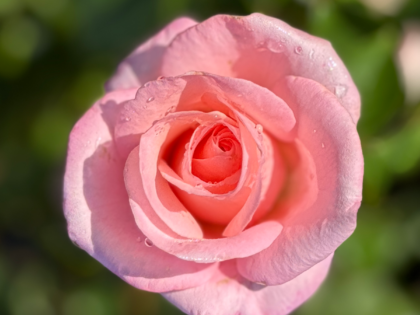 High Hopes Rose Image