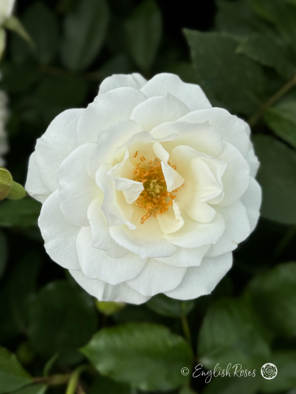 Iceberg Rose - Snowy White Floribunda Rose - A close up photo of a single, snowy white bloom