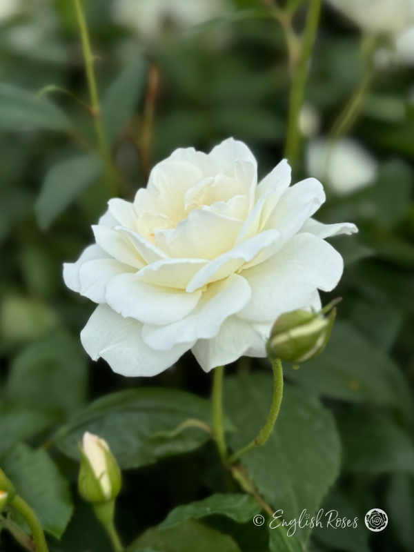 Iceberg Rose - Snowy White Floribunda Rose - Close up photo of a single, open bloom with buds