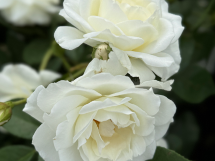 Iceberg Rose Image