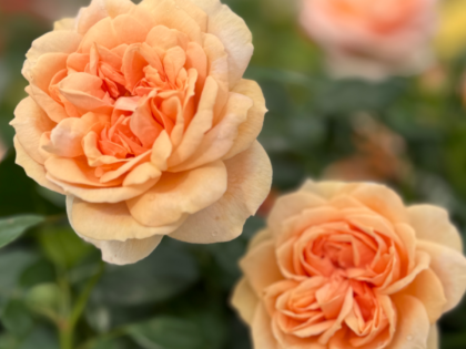 80th Birthday Rose Gift - It's A Wonderful Life Rose 80th Birthday Rose Gift - It's A Wonderful Life Rose Image