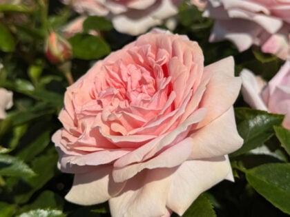 Fabulous Roses For 80th Birthday - Joie de Vivre Rose Fabulous Roses For 80th Birthday - Joie de Vivre Rose Image