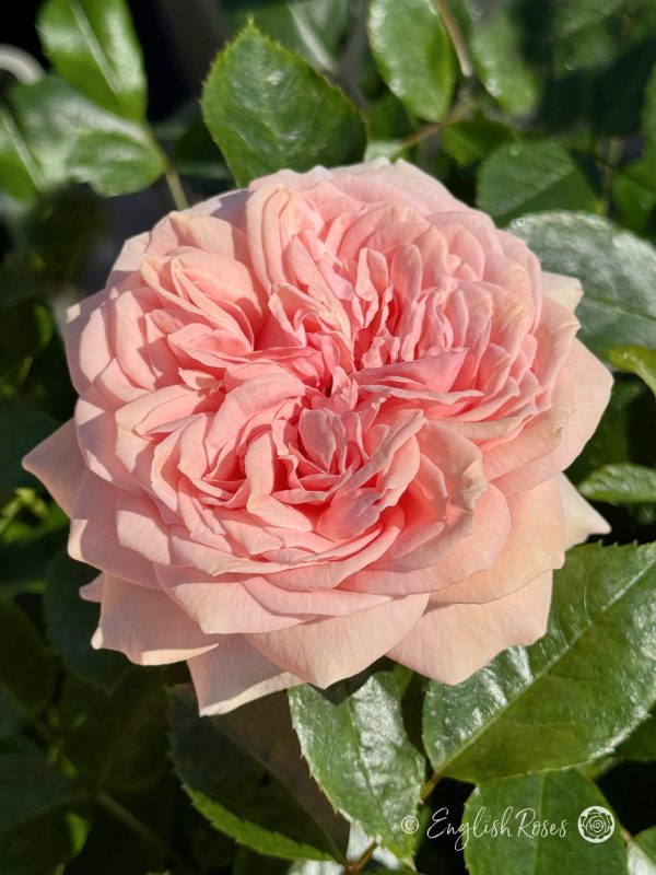 Joie De Vivre Rose - Apricot Pink Floribunda Rose - Close up photo of an open, apricot pink bloom and foliage