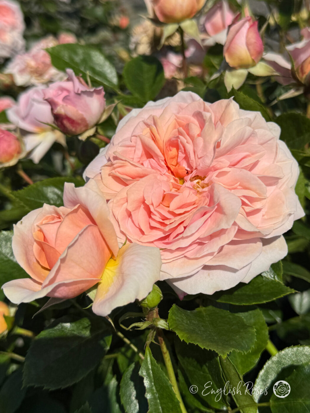 Fabulous Roses Fabulous Roses For 80th Birthday - Joie de Vivre Rose - English Roses