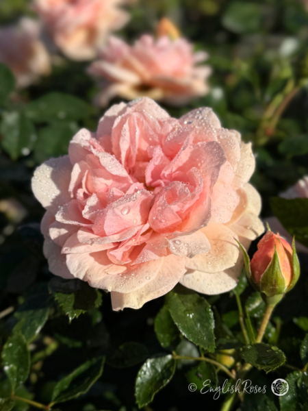Joie De Vivre Rose - Apricot Pink Floribunda Rose - A close up photo of a single open bloom and bud