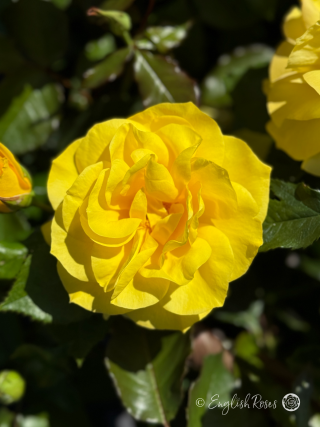 Sunsprite Rose