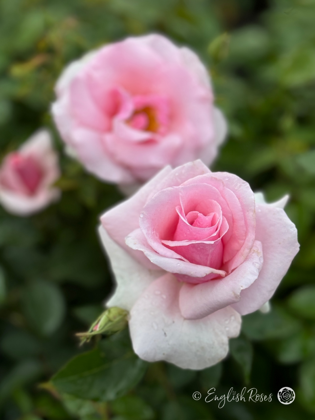 England Roses Prop Let There Be Love Rose - Gifts For Loved Ones - English Roses