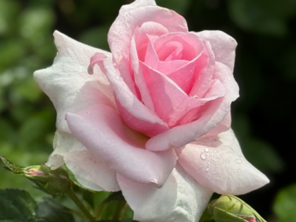 Let There Be Love Rose - Gift For 30th Wedding Anniversary Let There Be Love Rose - Gift For 30th Wedding Anniversary Image