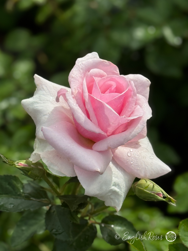 Let There Be Love Rose - Soft Pink Floribunda Rose - A close up photo of a single soft pink bloom