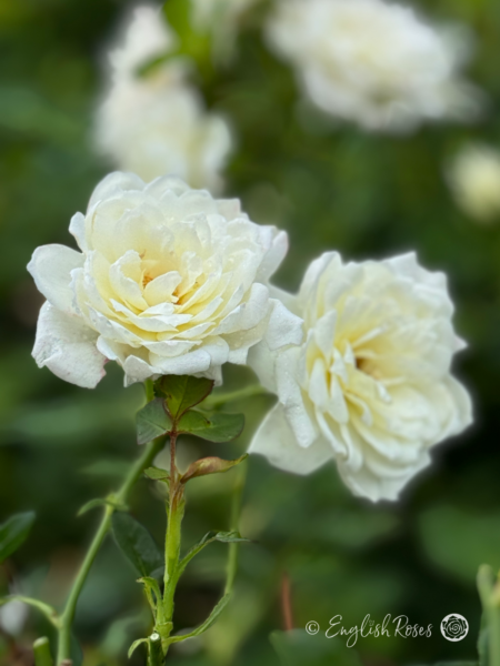 Little Angel Rose - White Patio Rose - Close up photo of two white flowers