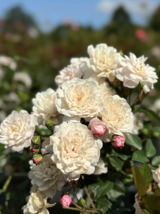 Little Pet Rose - Animal Memorial Roses