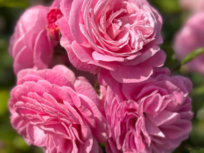 Lovely Parfuma Rose Lovely Parfuma Rose Image