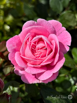 A Rose For Marie - English Roses Gift