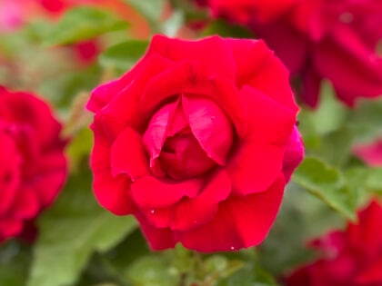 Lovestruck Rose - Valentine's Day Gifts Lovestruck Rose - Valentine's Day Gifts Image