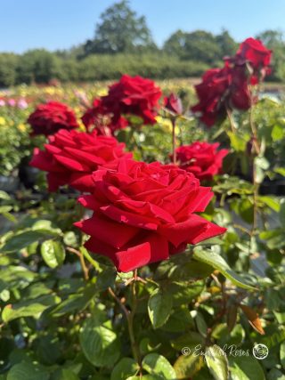 In Loving Memory Of My Brother - English Roses Gift