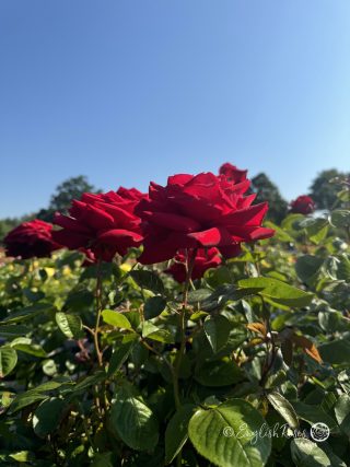 Loving Memory Rose - Red Hybrid Tea Rose - Close up photo of multiple red blooms in front of a clear blue sky