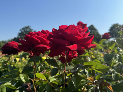 Loving Memory Rose - English Roses Memorial Gifts For Loss Of Father Loving Memory Rose - English Roses Memorial Gifts For Loss Of Father Image