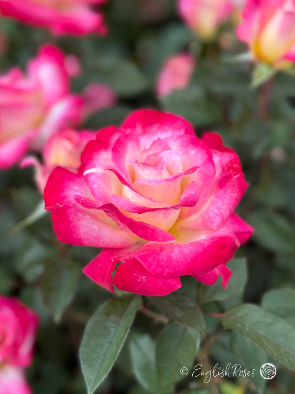 Sensational Husband Gifts - English Roses Planted Basket