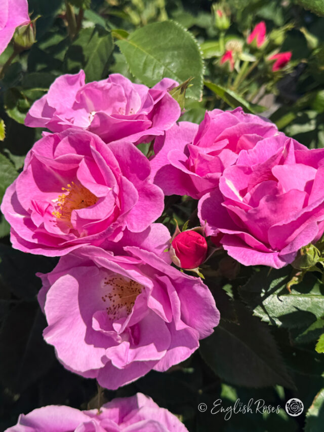 Purple Roses - Lilac Roses - Traditional Rose Gifts - English Roses