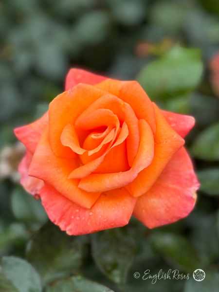 Mamma Mia Rose - Coral Orange Hybrid Tea Rose - A close up photo of a single open, coral orange bloom