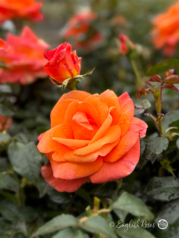 Mamma Mia Rose - Coral Orange Hybrid Tea Rose - A close up photo of a single coral orange bloom and bud