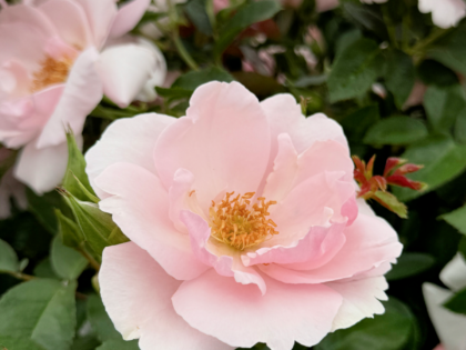 70th Birthday Rose Gift - Many Happy Returns Rose 70th Birthday Rose Gift - Many Happy Returns Rose Image