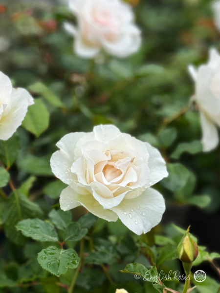 Margaret Merril Rose - White Floribunda Rose - A close up photo of a single white bloom with additional blooms in the background