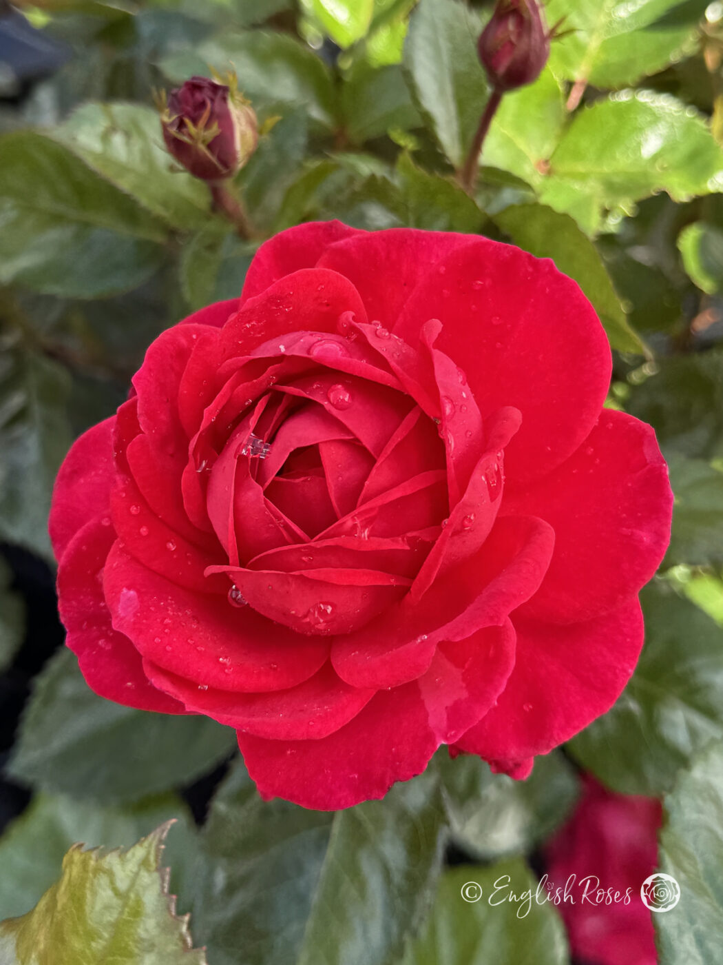 Dad Rose Father's Day Gift For Dad - Gift Planted My Dad Rose - English Roses